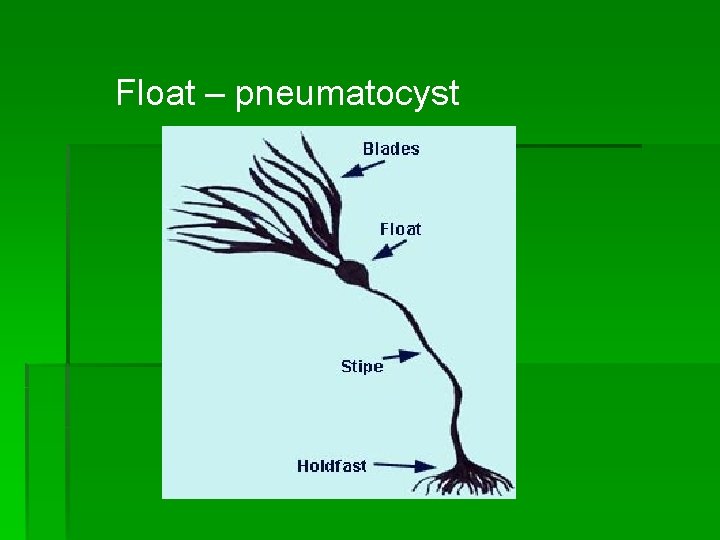 Float – pneumatocyst 