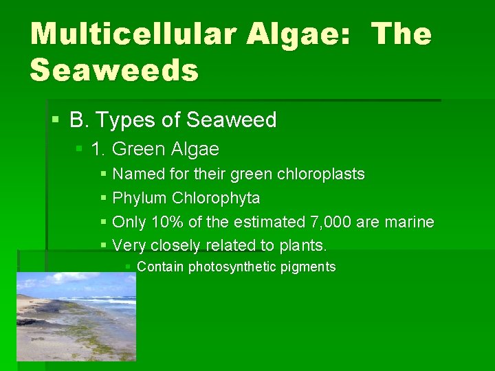 Multicellular Algae: The Seaweeds § B. Types of Seaweed § 1. Green Algae §