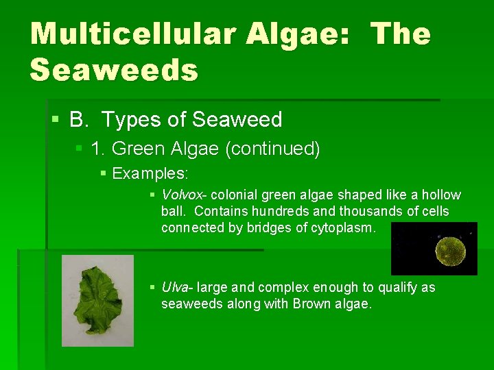 Multicellular Algae: The Seaweeds § B. Types of Seaweed § 1. Green Algae (continued)
