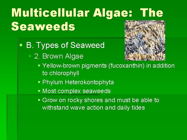 Multicellular Algae: The Seaweeds § B. Types of Seaweed § 2. Brown Algae §