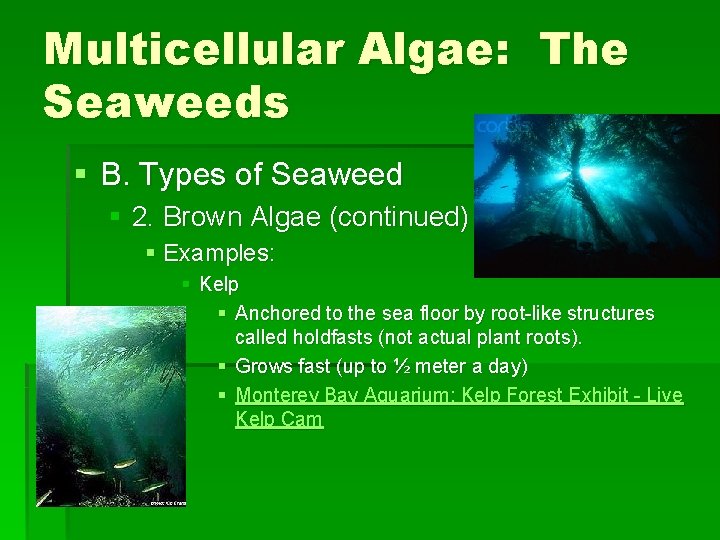 Multicellular Algae: The Seaweeds § B. Types of Seaweed § 2. Brown Algae (continued)