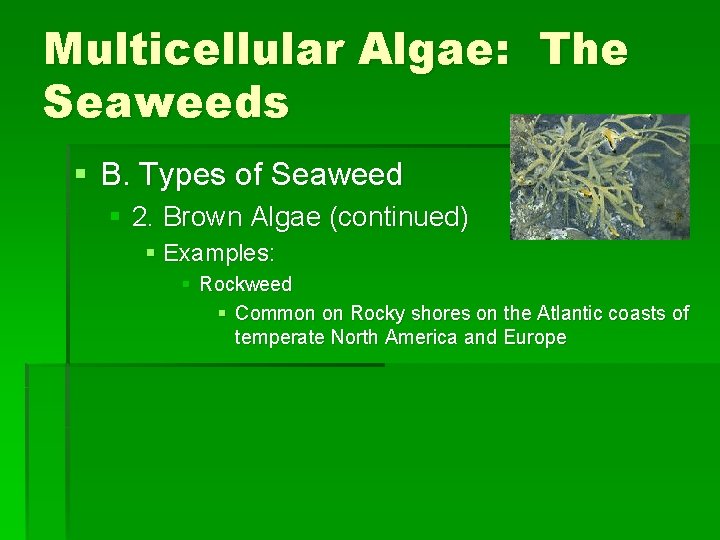 Multicellular Algae: The Seaweeds § B. Types of Seaweed § 2. Brown Algae (continued)