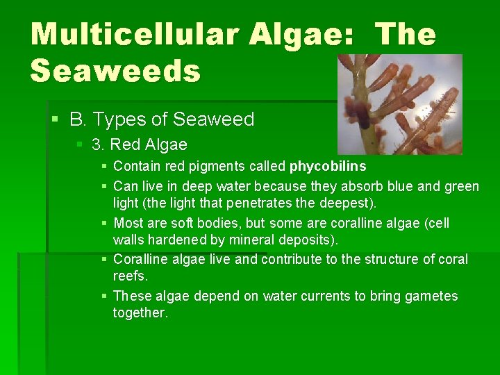 Multicellular Algae: The Seaweeds § B. Types of Seaweed § 3. Red Algae §