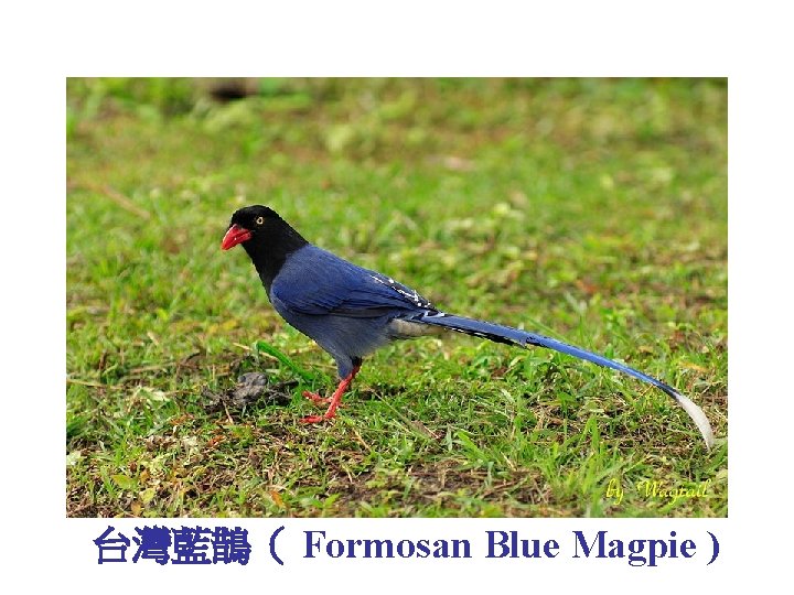 台灣藍鵲（ Formosan Blue Magpie ) 