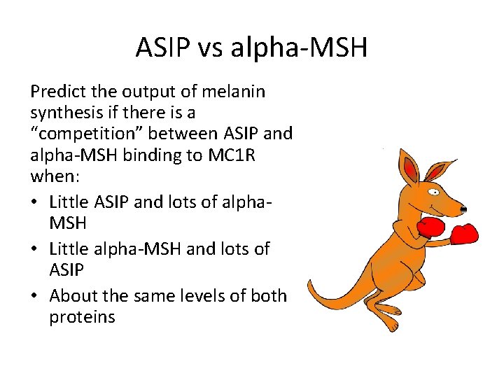 ASIP vs alpha-MSH Predict the output of melanin synthesis if there is a “competition”