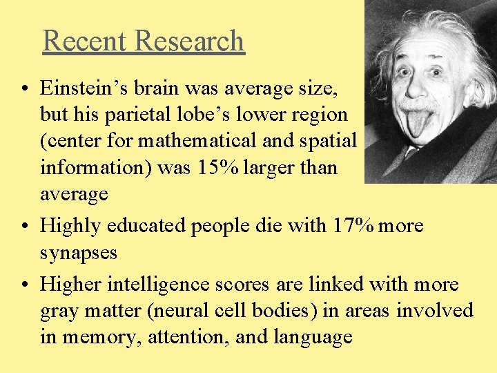 Recent Research • Einstein’s brain was average size, but his parietal lobe’s lower region
