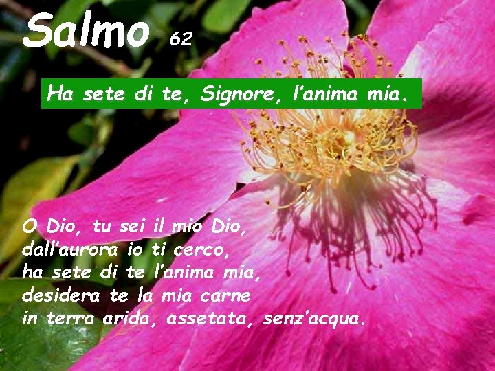 Salmo 62 Ha sete di te, Signore, l’anima mia. O Dio, tu sei il Salmo 62 Ha sete di te, Signore, l’anima mia. O Dio, tu sei il
