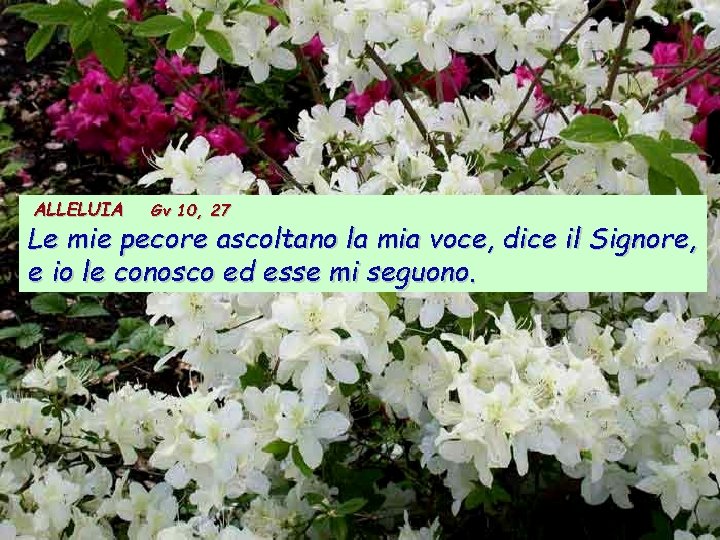 ALLELUIA Gv 10, 27 Le mie pecore ascoltano la mia voce, dice il Signore, ALLELUIA Gv 10, 27 Le mie pecore ascoltano la mia voce, dice il Signore,
