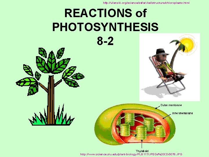 http: //vilenski. org/science/safari/cellstructure/chloroplasts. html REACTIONS of PHOTOSYNTHESIS 8 -2 http: //www. science. siu. edu/plant-biology/PLB