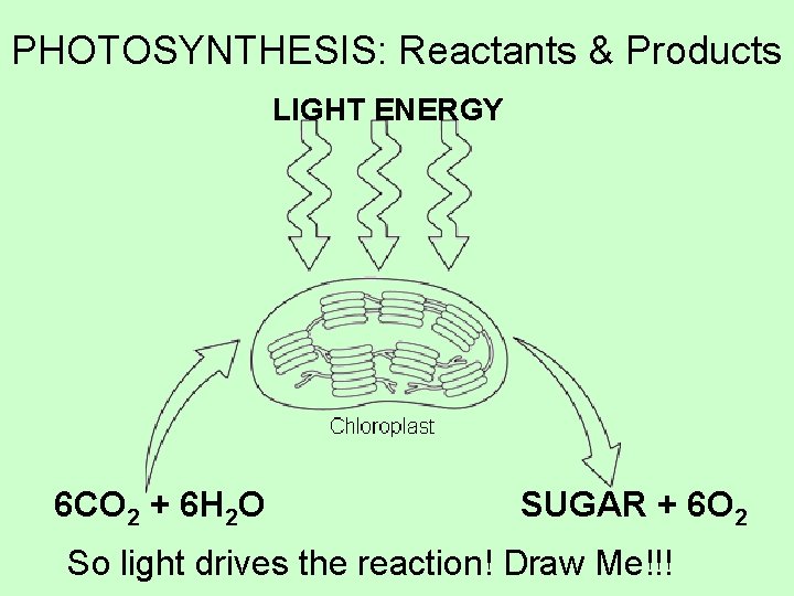 PHOTOSYNTHESIS: Reactants & Products LIGHT ENERGY 6 CO 2 + 6 H 2 O