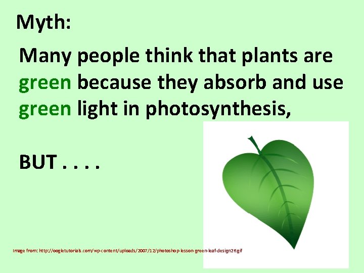 Myth: Many people think that plants are green because they absorb and use green