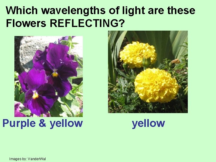 Which wavelengths of light are these Flowers REFLECTING? Purple & yellow Images by: Vander.