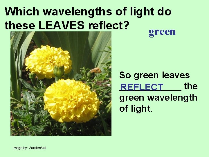 Which wavelengths of light do these LEAVES reflect? green So green leaves ______ the