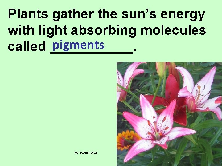 Plants gather the sun’s energy with light absorbing molecules pigments called ______. By: Vander.