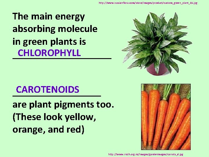 http: //www. russianflora. com/store/images/product/custom_green_plant_35. jpg The main energy absorbing molecule in green plants is
