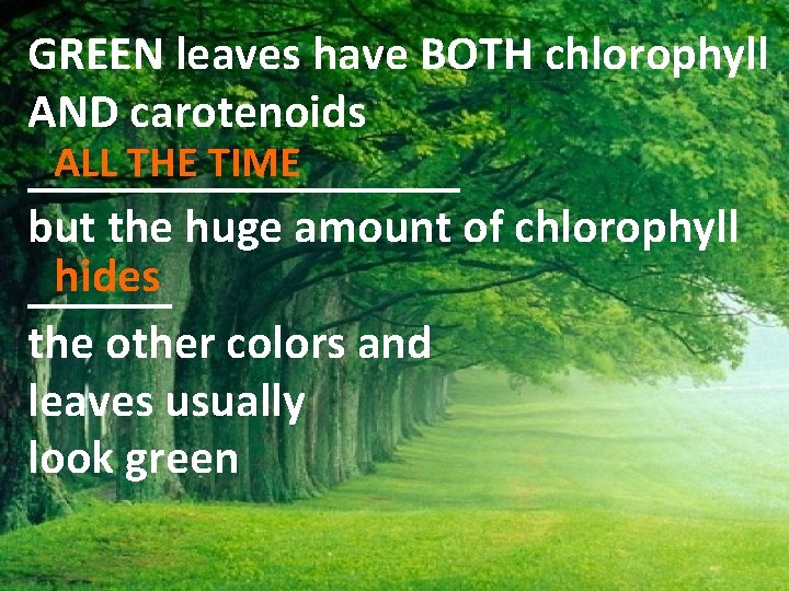 GREEN leaves have BOTH chlorophyll AND carotenoids ALL THE TIME _________ but the huge
