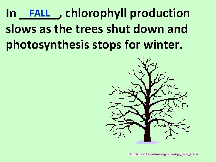 FALL chlorophyll production In ______, slows as the trees shut down and photosynthesis stops