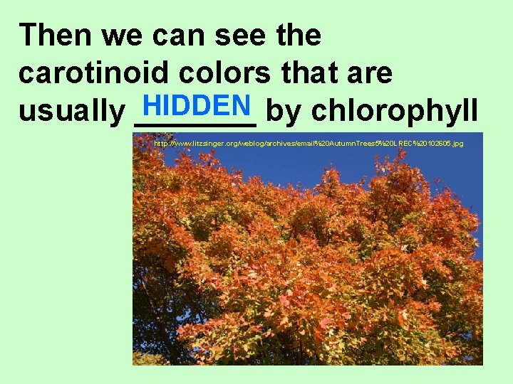 Then we can see the carotinoid colors that are HIDDEN by chlorophyll usually _______