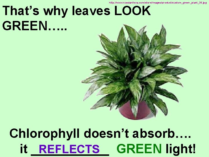 http: //www. russianflora. com/store/images/product/custom_green_plant_35. jpg That’s why leaves LOOK GREEN…. . Chlorophyll doesn’t absorb….