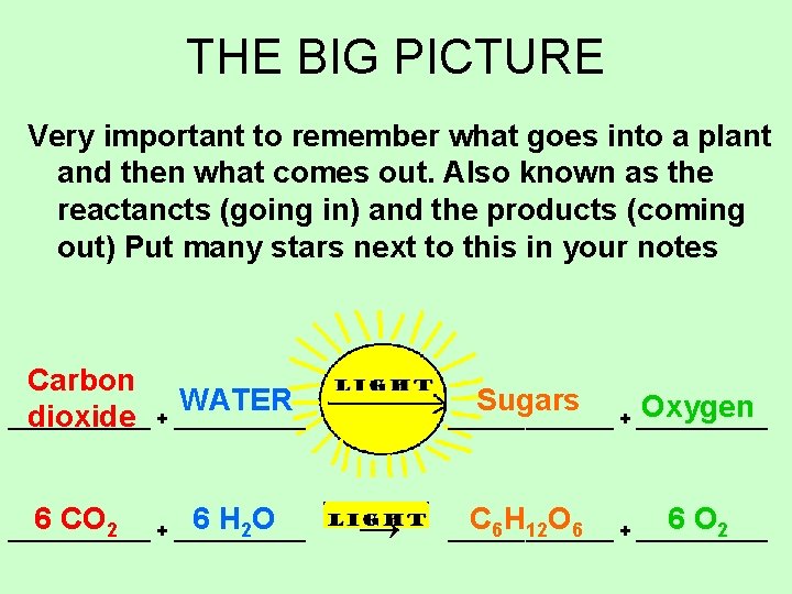 THE BIG PICTURE Very important to remember what goes into a plant and then