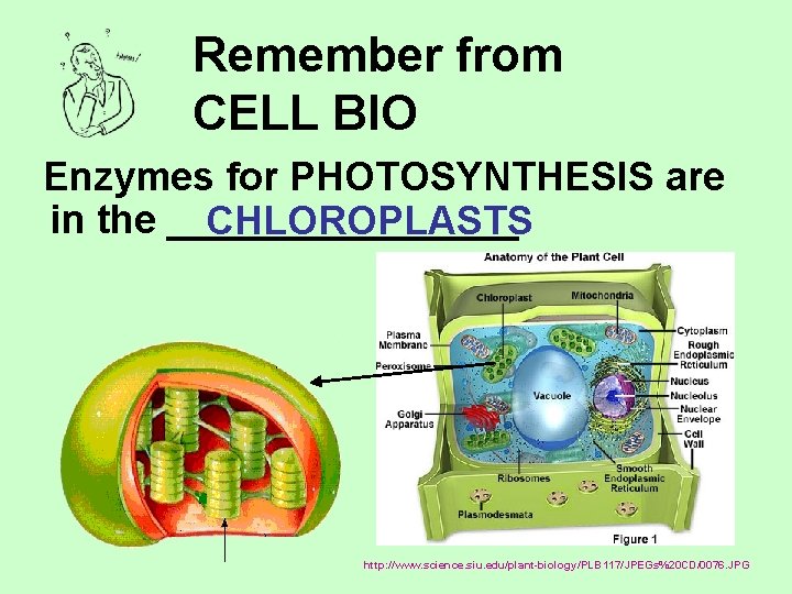Remember from CELL BIO Enzymes for PHOTOSYNTHESIS are in the ________ CHLOROPLASTS http: //www.