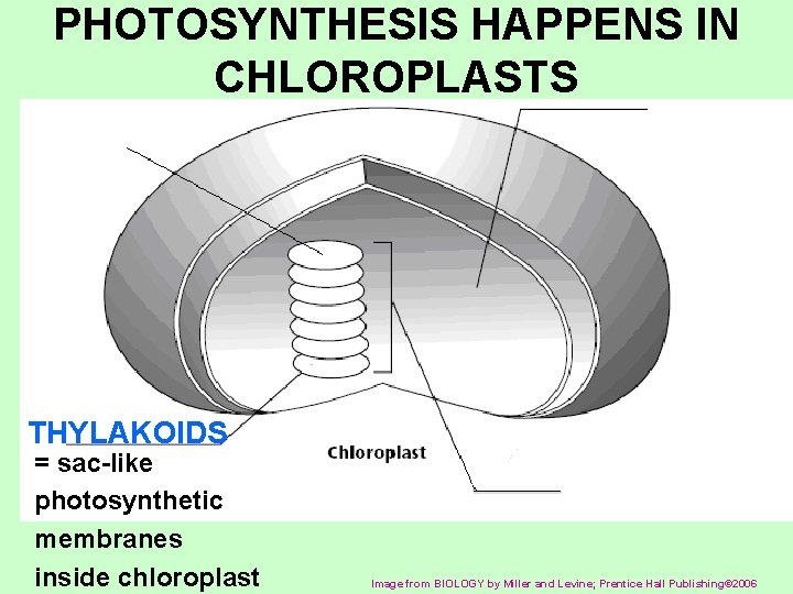 PHOTOSYNTHESIS HAPPENS IN CHLOROPLASTS THYLAKOIDS = sac-like photosynthetic membranes inside chloroplast Image from BIOLOGY