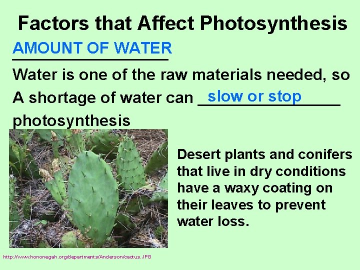 Factors that Affect Photosynthesis AMOUNT OF WATER __________ Water is one of the raw