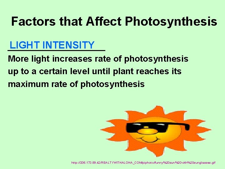 Factors that Affect Photosynthesis LIGHT INTENSITY __________ More light increases rate of photosynthesis up
