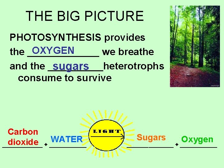 THE BIG PICTURE PHOTOSYNTHESIS provides OXYGEN the _______ we breathe and the _____heterotrophs sugars