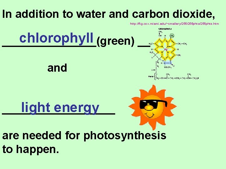 In addition to water and carbon dioxide, http: //fig. cox. miami. edu/~cmallery/255 phts/255 phts.