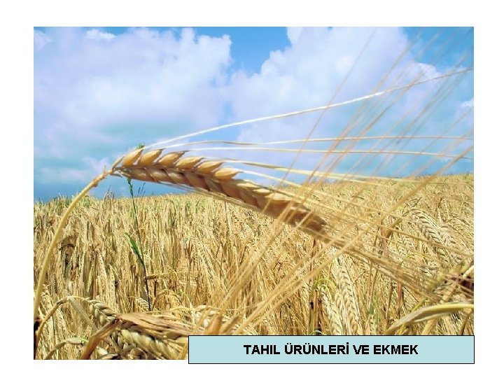 TAHIL ÜRÜNLERİ VE EKMEK 