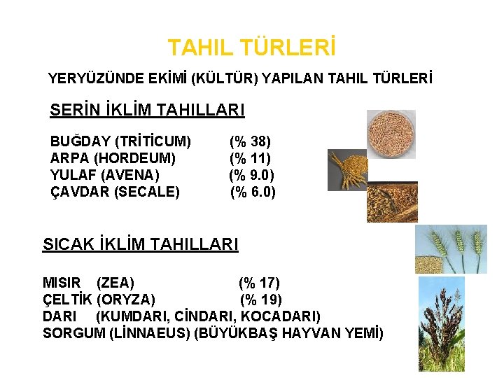 TAHIL TÜRLERİ YERYÜZÜNDE EKİMİ (KÜLTÜR) YAPILAN TAHIL TÜRLERİ SERİN İKLİM TAHILLARI BUĞDAY (TRİTİCUM) ARPA