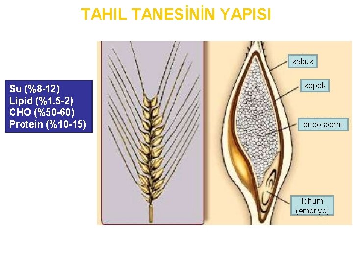 TAHIL TANESİNİN YAPISI kabuk Su (%8 -12) Lipid (%1. 5 -2) CHO (%50 -60)