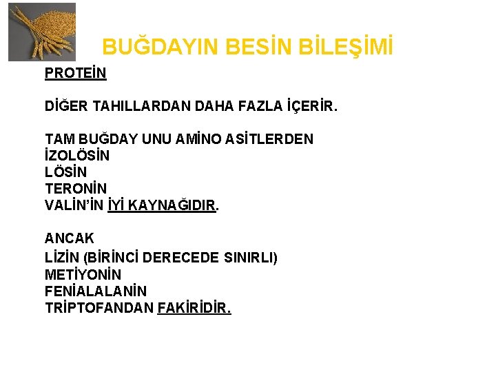 BUĞDAYIN BESİN BİLEŞİMİ PROTEİN DİĞER TAHILLARDAN DAHA FAZLA İÇERİR. TAM BUĞDAY UNU AMİNO ASİTLERDEN