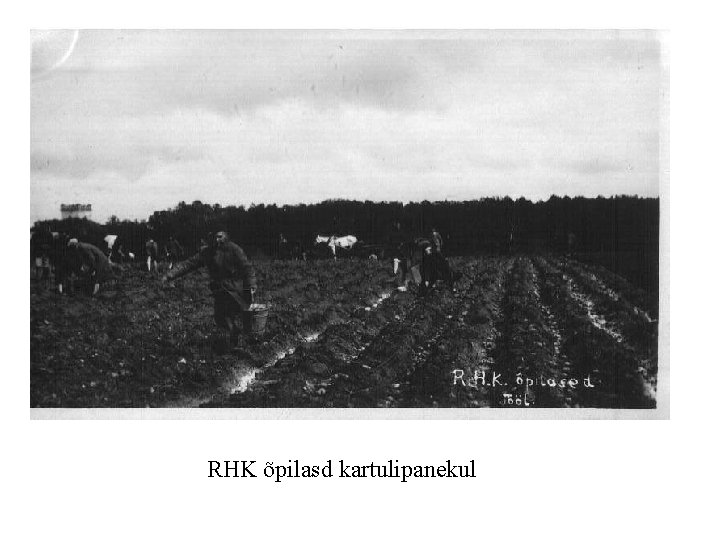 RHK õpilasd kartulipanekul 