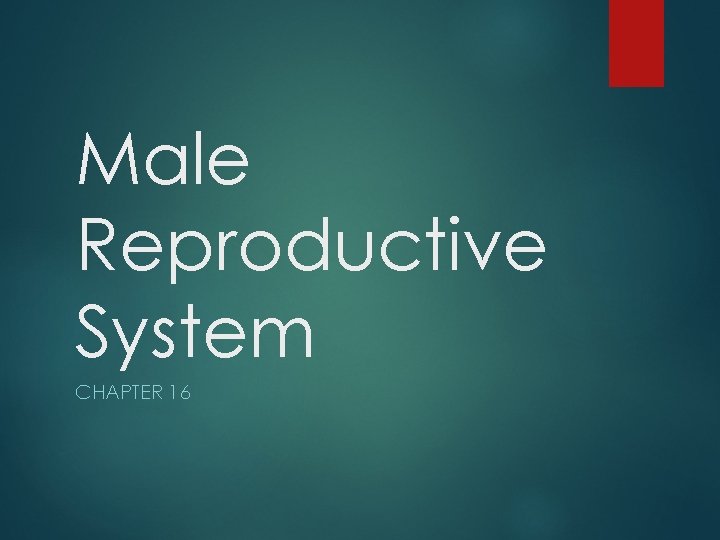 Male Reproductive System CHAPTER 16 