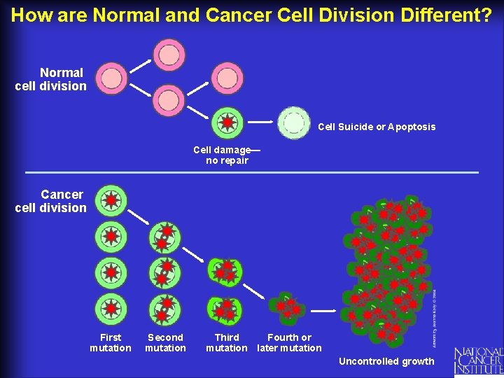 How are Normal and Cancer Cell Division Different? Normal cell division Cell Suicide or