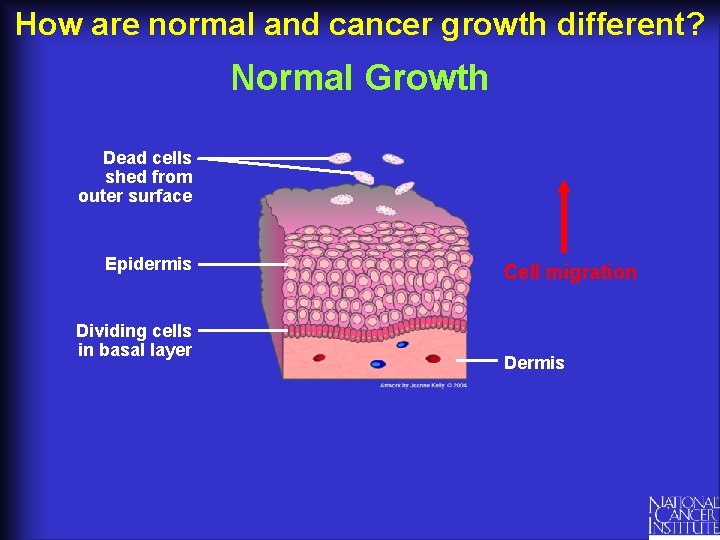 How are normal and cancer growth different? Normal Growth Dead cells shed from outer