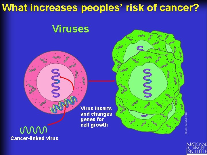 What increases peoples’ risk of cancer? Viruses Virus inserts and changes genes for cell