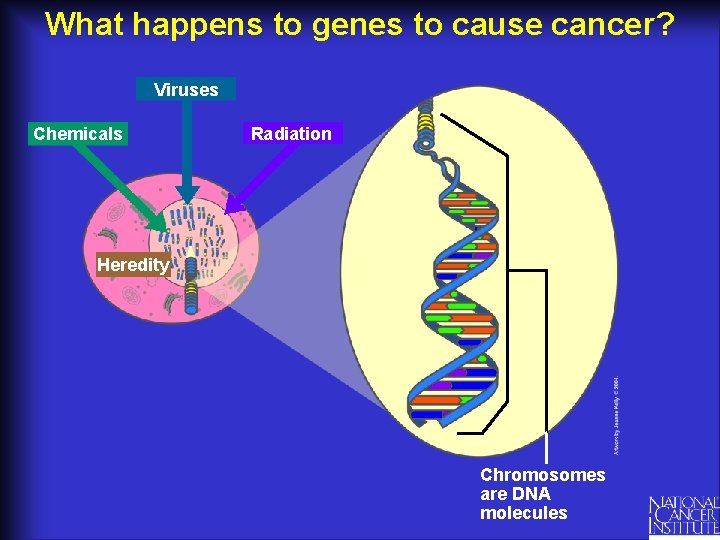 What happens to genes to cause cancer? Viruses Chemicals Radiation Heredity Chromosomes are DNA