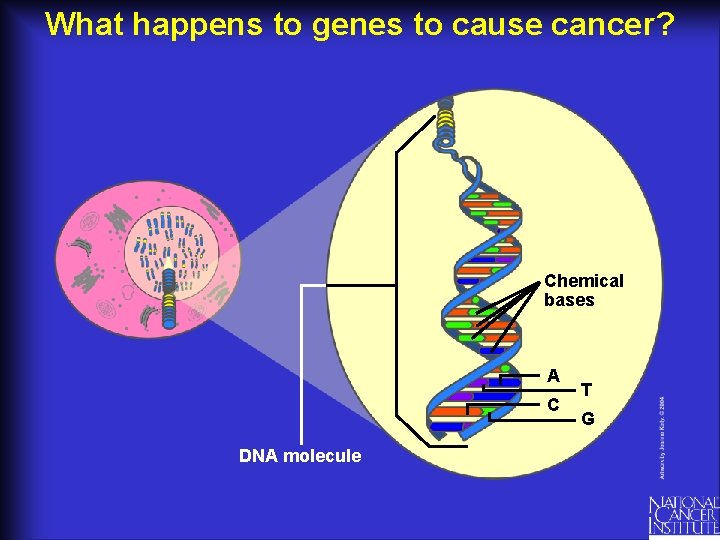 What happens to genes to cause cancer? Chemical bases A C DNA molecule T