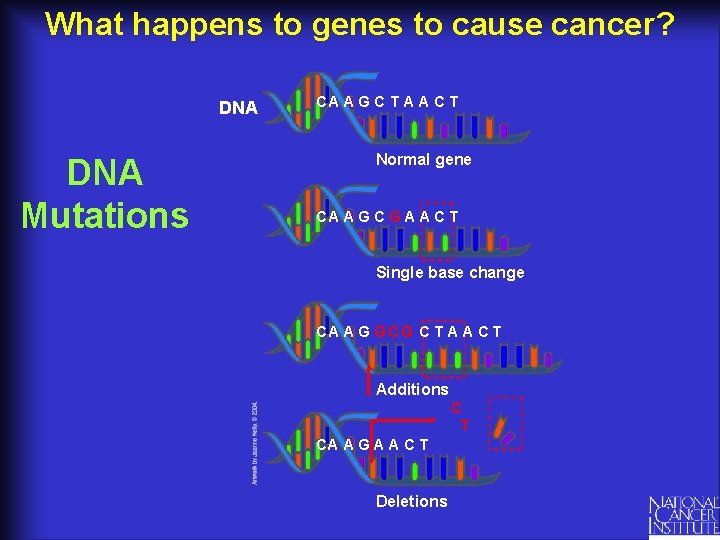 What happens to genes to cause cancer? DNA Mutations CA AG C T A