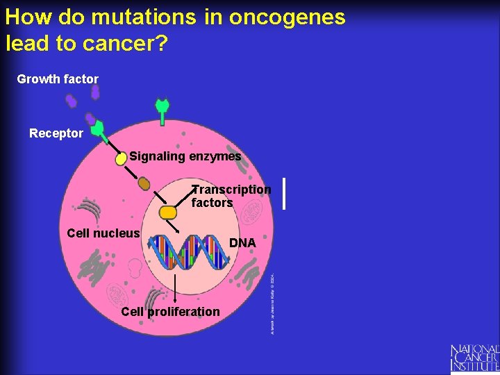 How do mutations in oncogenes lead to cancer? Growth factor Receptor Signaling enzymes Transcription