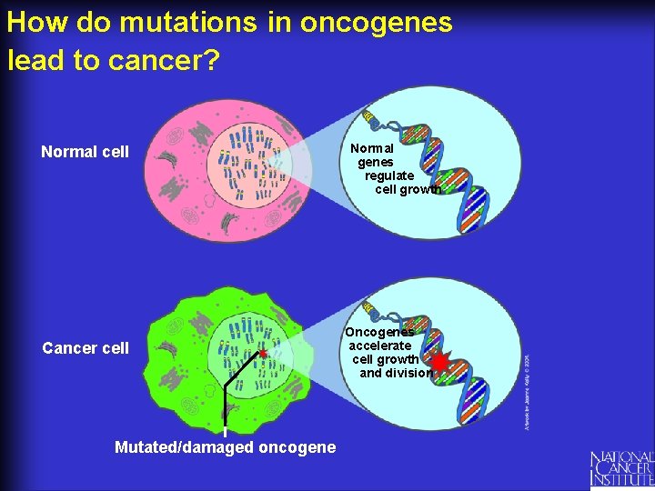 How do mutations in oncogenes lead to cancer? Normal cell Cancer cell Mutated/damaged oncogene