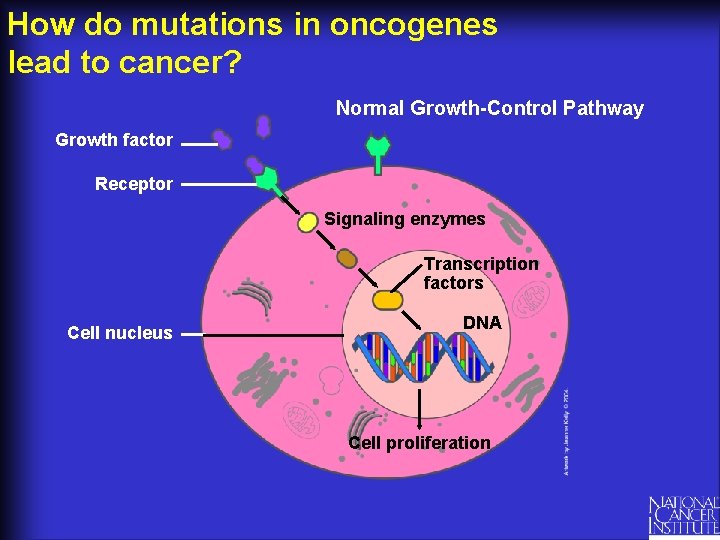 How do mutations in oncogenes lead to cancer? Normal Growth-Control Pathway Growth factor Receptor