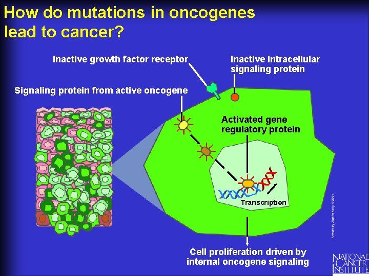 How do mutations in oncogenes lead to cancer? Inactive growth factor receptor Inactive intracellular
