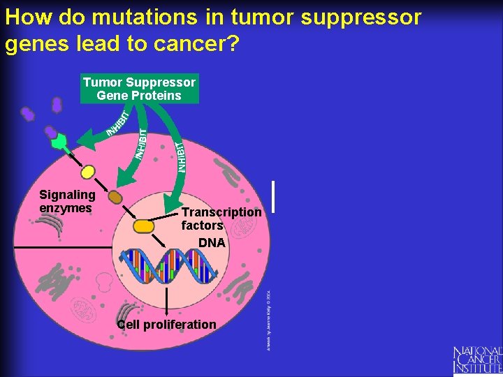 How do mutations in tumor suppressor genes lead to cancer? Tumor Suppressor Gene Proteins
