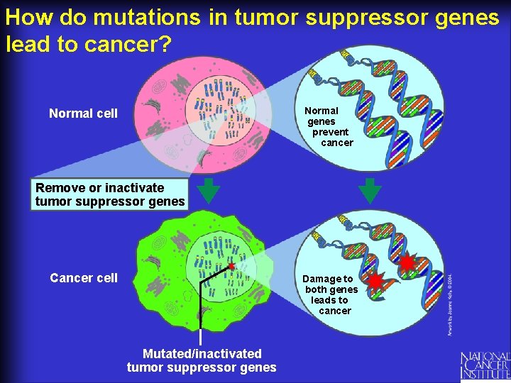 How do mutations in tumor suppressor genes lead to cancer? Normal genes prevent cancer