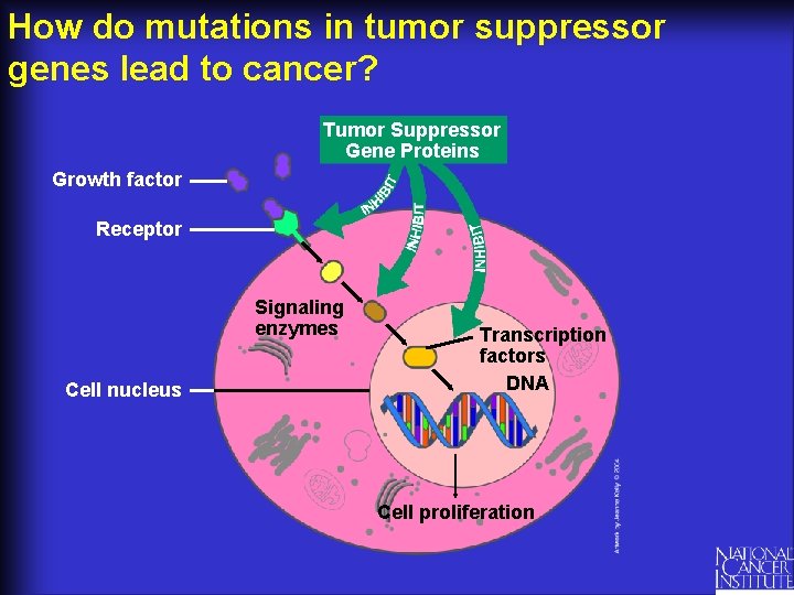 How do mutations in tumor suppressor genes lead to cancer? Tumor Suppressor Gene Proteins