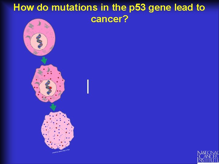 How do mutations in the p 53 gene lead to cancer? 